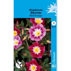 Dwarf morning-glory Red Ensign