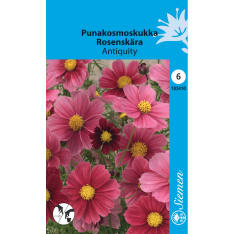 Garden cosmos Antiquity