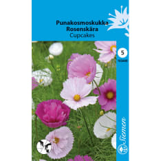 Garden cosmos Cupcakes