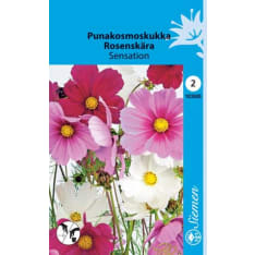 Punakosmoskukka Sensation siemen