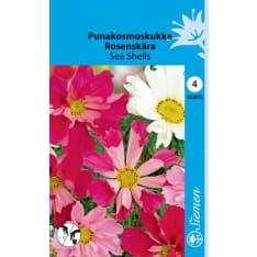 Garden cosmos Sea Shells