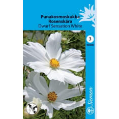 Garden cosmos Dwarf Sensation White