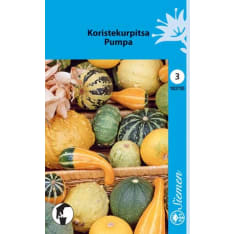 Decorative pumpkin mix