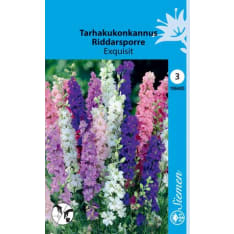 Rocket larkspur Exquisit mix
