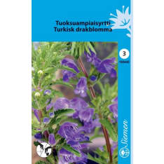 Moldavian dragonhead