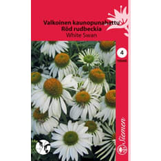 Echinacea White Swan