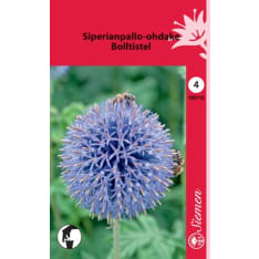 Southern globethistle