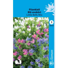 Echium Little Bells Mix