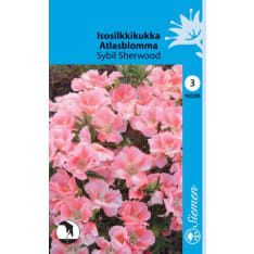 Godetia Sybil Sherwood