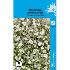 Annual baby's-breath Covent Garden