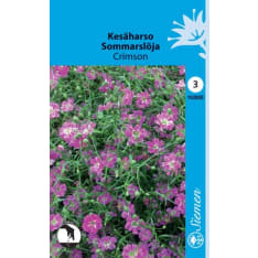 Annual baby's-breath Crimson