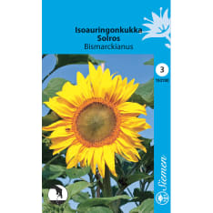 Sunflower Bismarckianus seed