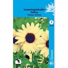 Common sunflower Italian White