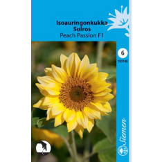 Common sunflower Peach Passion F1