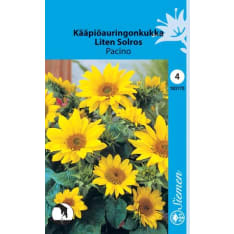 Common sunflower Pacino