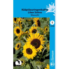 Dwarf sunflower Waooh!