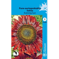 Red sunflower Evening Sun