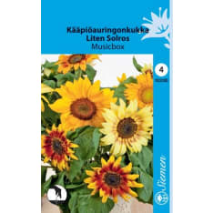 Common sunflower Musicbox