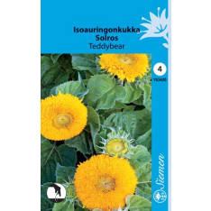 Common sunflower Teddybear