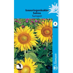 Isoauringonkukka kullankeltainen Sunspot  siemen