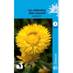 Golden everlasting yellow