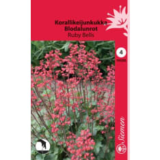 Coral bells Ruby Bells