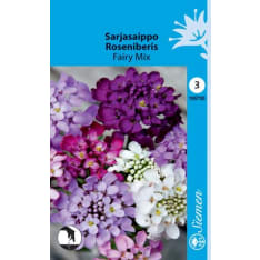 Garden candytuft Fairy Mix