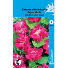 Common morning-glory Sunrise Serenade