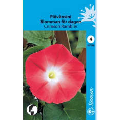 Morning glory Crimson Rambler