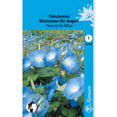 Morning glory Heavenly Blue