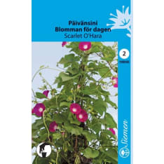 Morning glory Scarlet O'Hara