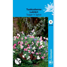 Sweet Pea Sugarn Spice seed