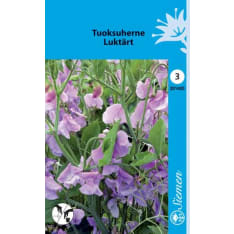 Sweet pea lavender blue