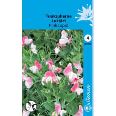 Tuoksuherne Pink Cupid siemen