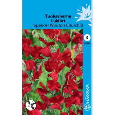 Sweet pea Spencer Winston Churchill