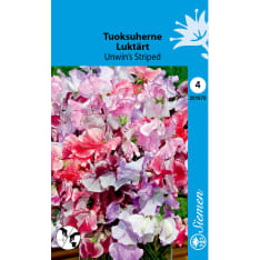 Sweet Pea Unwin's Striped