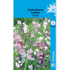 Sweet pea Royal mix