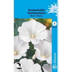 Annual mallow Mont Blanc