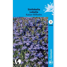 Garden lobelia Kaiser Wilhelm