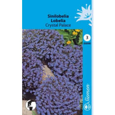 Garden lobelia Crystal Palace