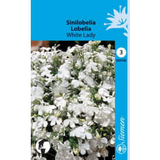 Garden lobelia White Lady