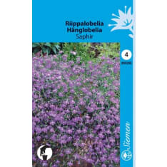 Hanging lobelia Pendula Saphir