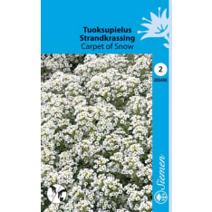 Sweet alyssum Carpet of Snow