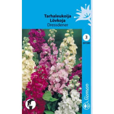 Hoary stoc Dressdener