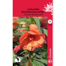 Missouri Evening Primrose Sunset Boulevard