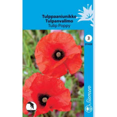 Tulip poppy Tulip Poppy