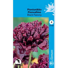 Pioniunikko Black Paeony siemen
