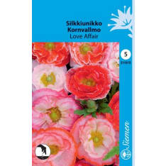 Corn poppy Love Affair