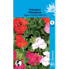 Geranium Super Hybrid Mix F2