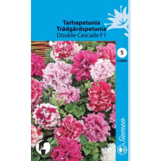 Petunia Double Cascade F1